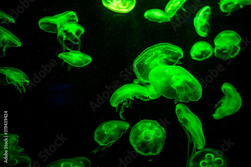 The beautiful jellyfish under the green neon light in the aquarium