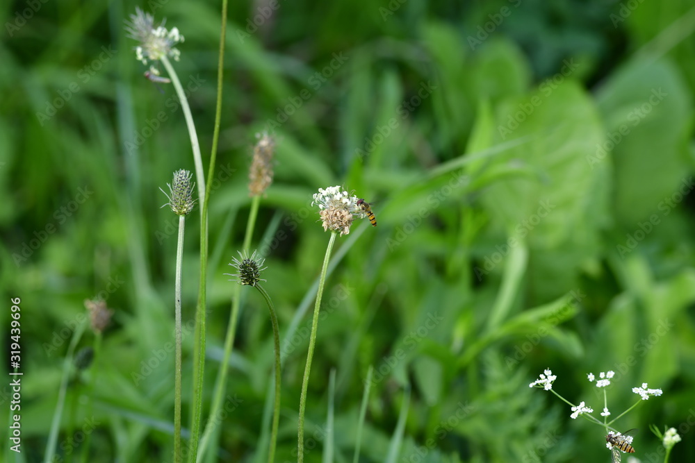 wild meadow with hovering fly and many pointed lyrify flowers wild meadow with hovering fly and many pointed lyrify flowers