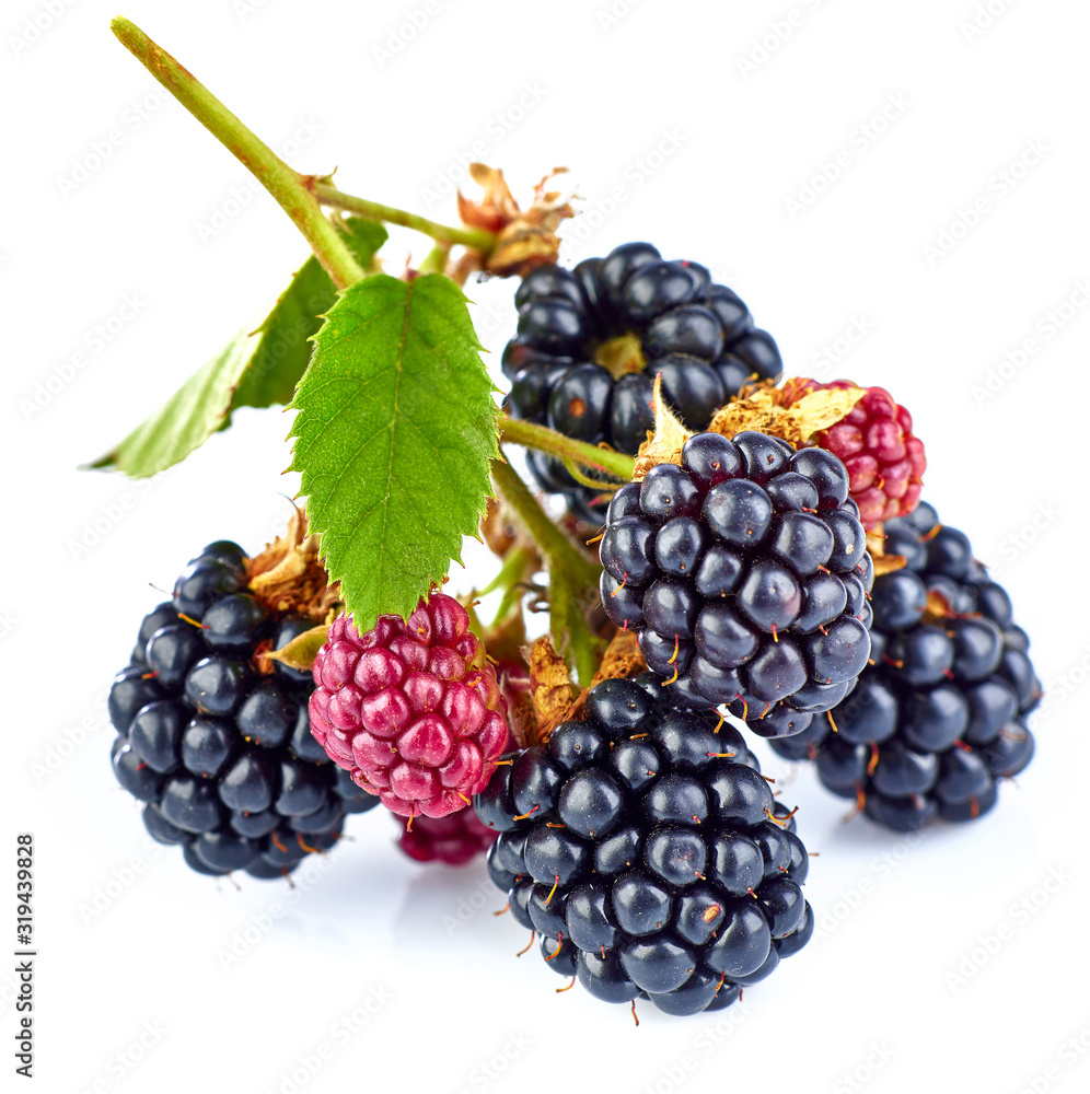 Berry blackberry on branch with green leaves. Fresh fruit of bed side view. Gardening farming. Isolated on white background. Berry blackberry on branch with green leaves. Fresh fruit of bed side view. Gardening farming. Isolated on white background.