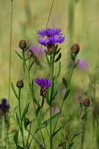 Принти на полотні wild forest meadow with many flake flowers