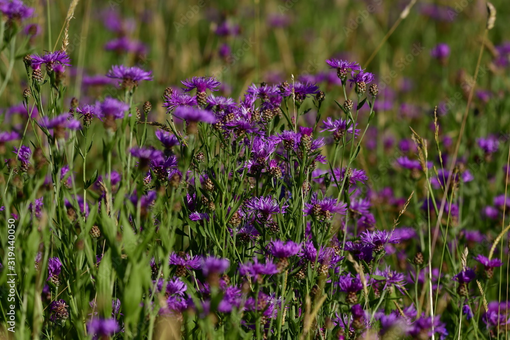 Fototapeta premium wild forest meadow with many flake flowers