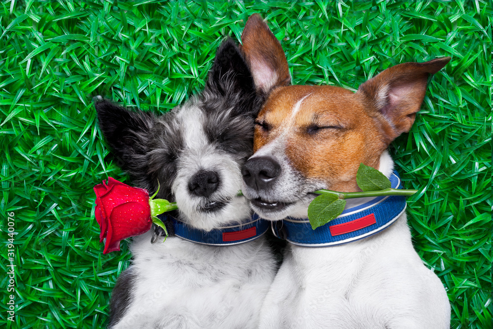 couple of dogs in love very close together lying on grass in the park with rose in mouth