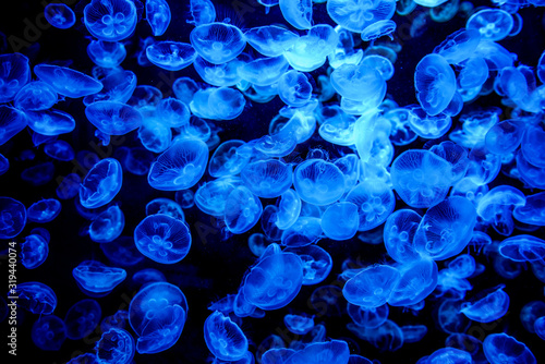 The beautiful jellyfish under the purple neon light in the aquarium. © MINXIA