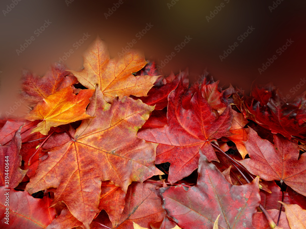 Obraz premium autumn background forest with maple trees and sunny beams