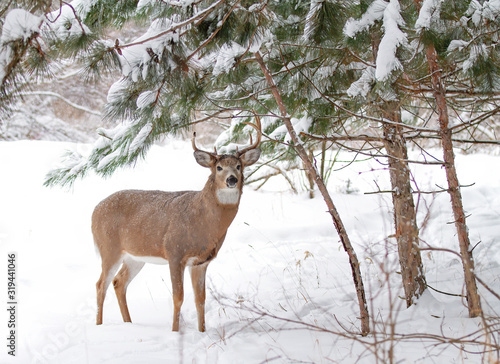 White-tailed deer buck with broken antlers standing in the winter snow in Canada