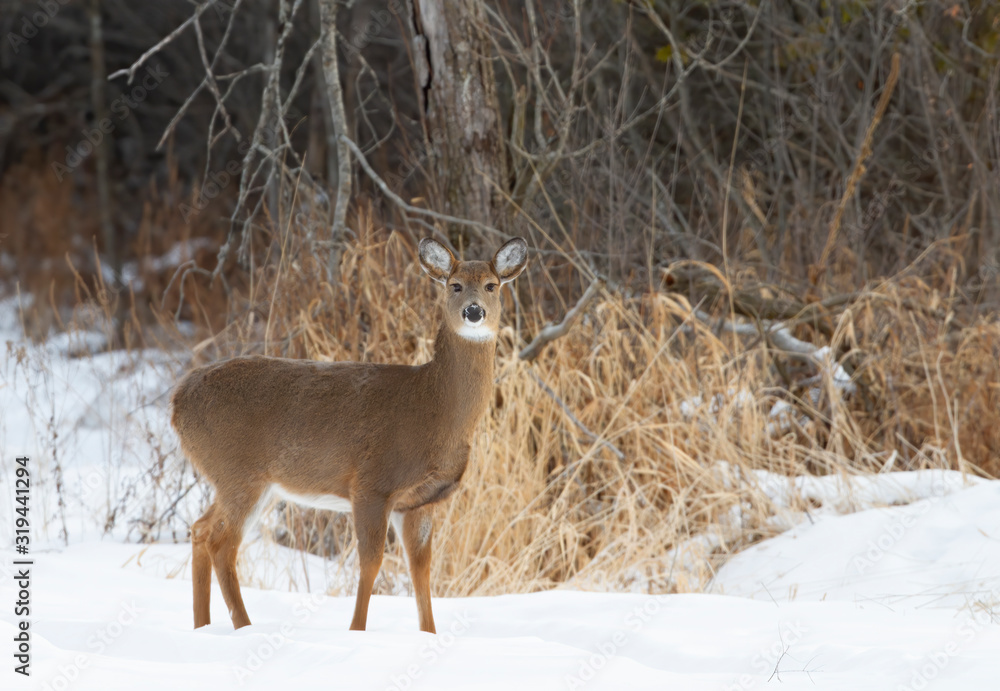Fototapeta premium Beautiful white-tailed deer female standing in the winter snow in Canada