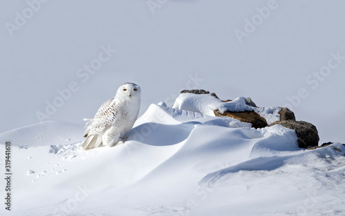 Snowy owl (Bubo scandiacus) standing in middle of a snow drift on a snow covered field in Ottawa, Canada	
