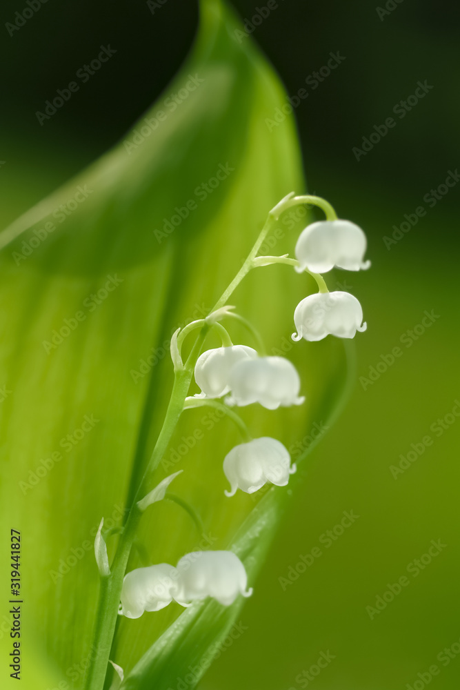 Maiglöckchen Convallaria majalis Maieriesli Garten Blume Zierpflanze