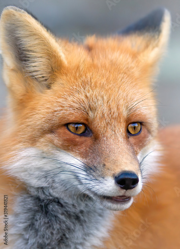Red fox (Vulpes vulpes) portrait closeup in winter in Algonquin Park, Canada