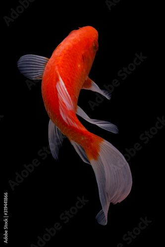Photography Koi fish isolated on black background with clipping path