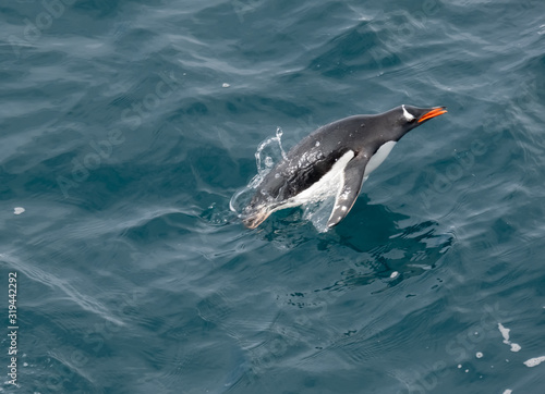 Gentoo penguins joyfully swimming and porpoising while feeding in the southern Ocean near the Antarctic Peninsula, Antarctica