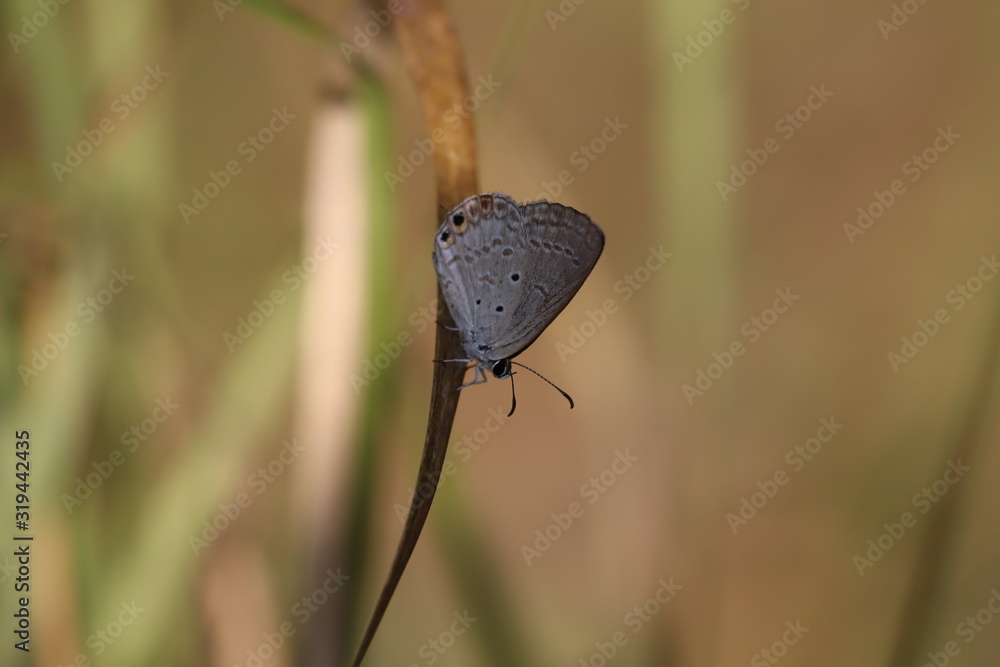 Obraz premium butterfly in nature, rainforest