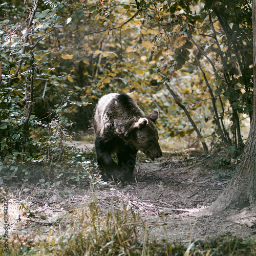 Liberty Bear Sanctuary near Brasov Romania