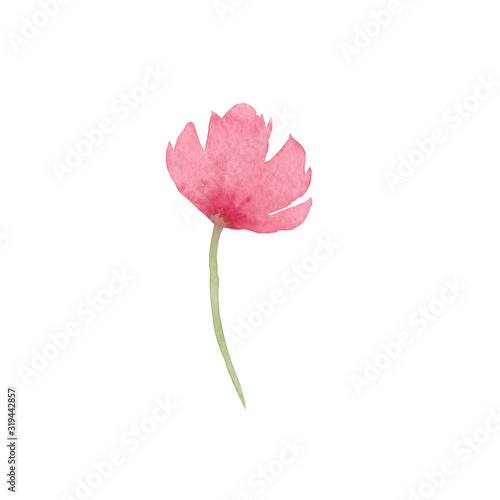 Pink poppy, spring flower, Summer Design, Beauty Background Decoration Watercolor Aquarelle