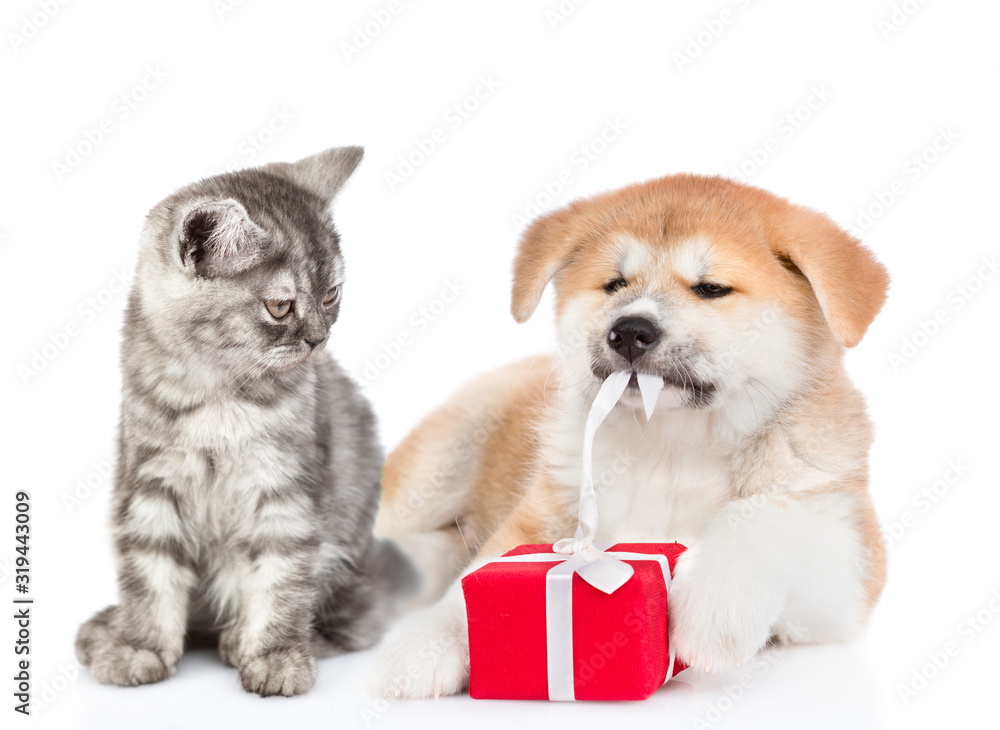 Obraz premium Cat looks at akita inu puppy who is untying a gift box ribbon. isolated on white background