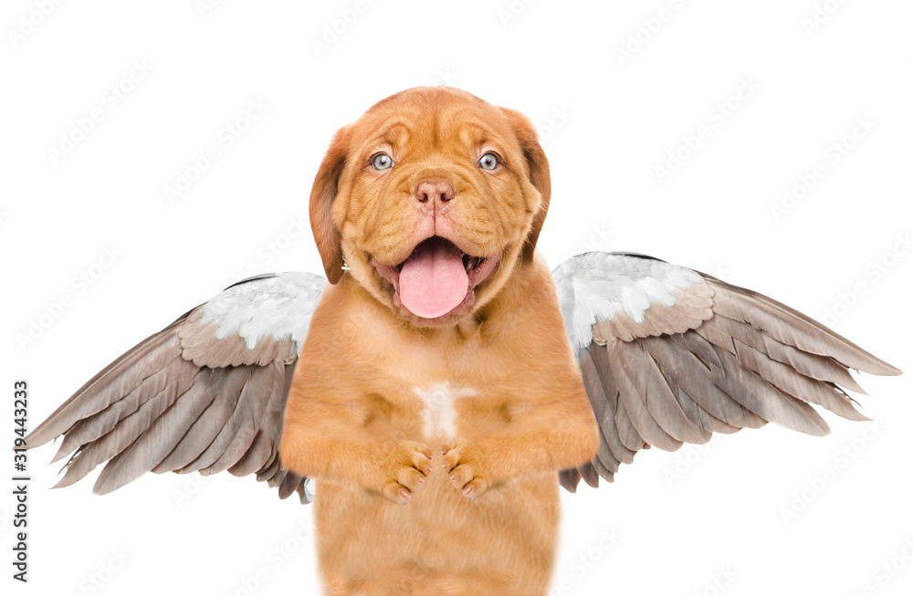 Obraz premium Dog like an angel with wings. Isolated on white background