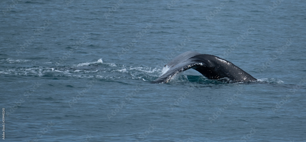 Fototapeta premium A pod of humpback whales feeding on the shores of Greenwich Island, South Shetand Islands, Antartica