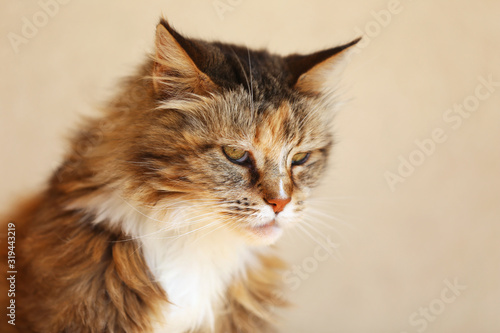 Beautiful portrait image of a cat close up