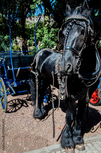 coche de caballos en sevilla