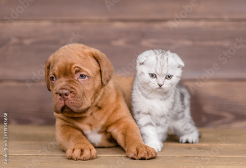 Mastiff puppy lies with kitten on wooden background