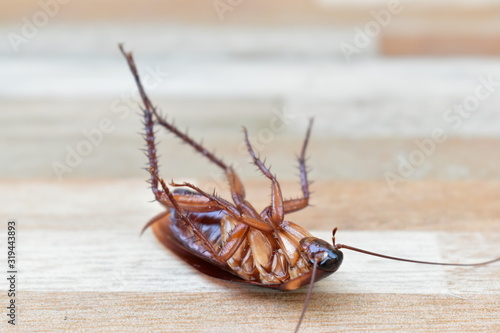 one creepy cockroach dead on floor with insecticide killing