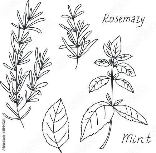 Herbs and spices sketch set. Rosemary and mint hand draw illustration.  Can be used for menu, cafe, bar, poster, wrapping paper, banner, food blog, wedding invitations, product packaging, branding.