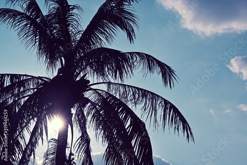 coconut tree on the beach with sun light on blue sky