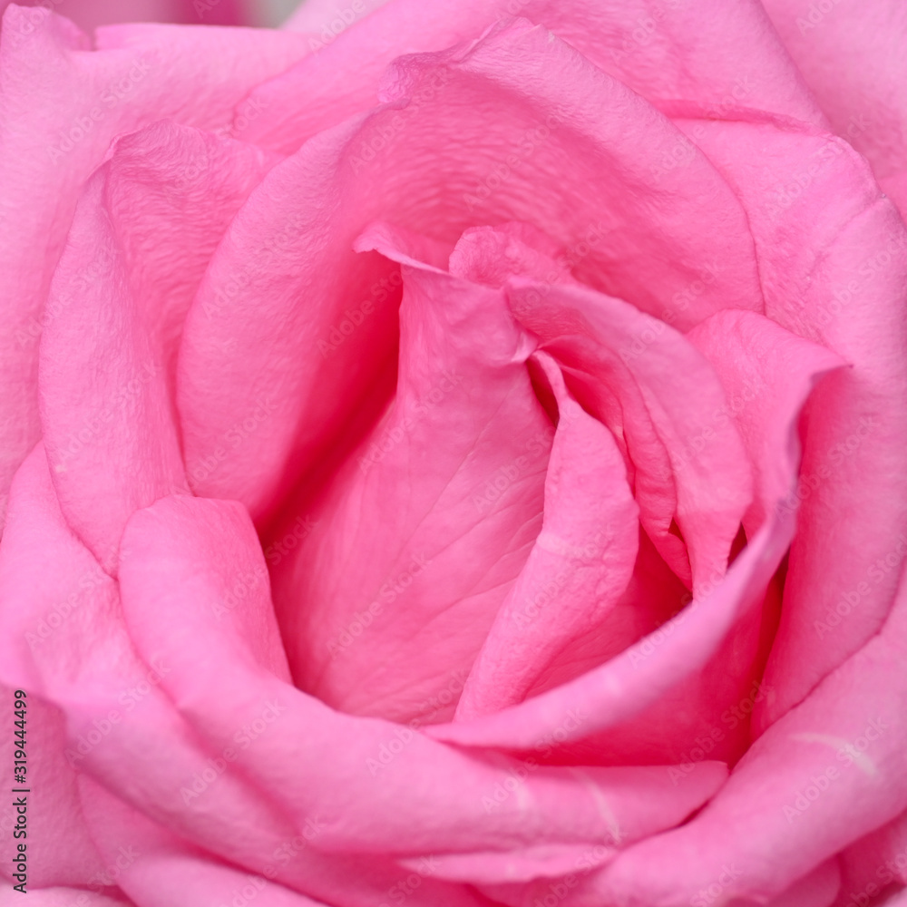 pink rose flower with wrinkle wilt petal, image used for skin care of beauty concept pink rose flower with wrinkle wilt petal, image used for skin care of beauty concept