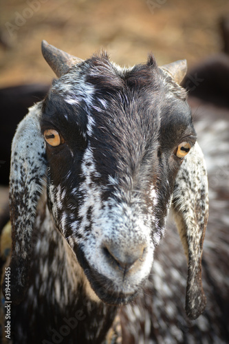 Close up photo of a goat on a farm in the village