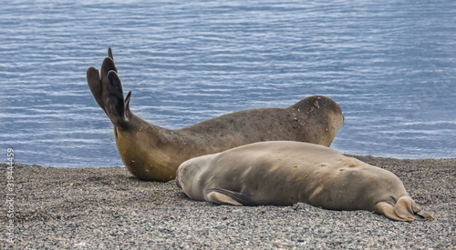 Elephant seals taking a nap on a beach at Yankee Harbour, Greenwich Island, South Shetland Islands, Antarctica