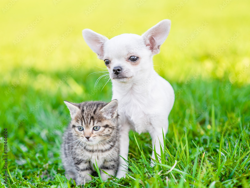 Chihuahua puppy and tabby kitten sit together on green summer grass and look away