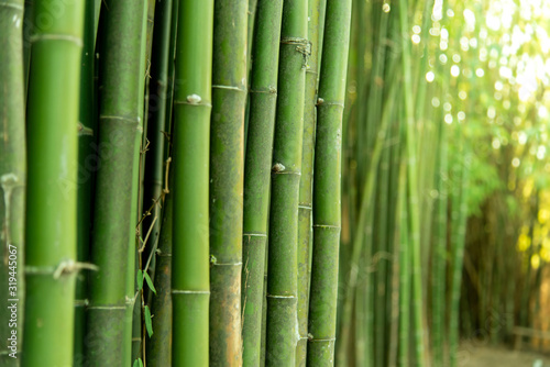 Green Bamboo stems in the garden park