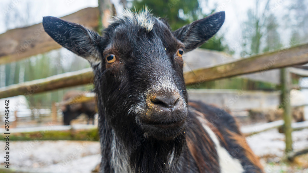 Surprised and serious piebald goat on the countryside background. Stare wide-eyed brown. Pop-eyed. Village life concept. Surprised and serious piebald goat on the countryside background. Stare wide-eyed brown. Pop-eyed. Village life concept.