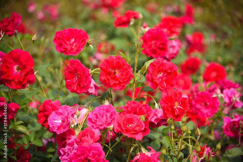 Multicolored flowers on plant tree / red rose valentines day Flowerscape Bloom in the garden