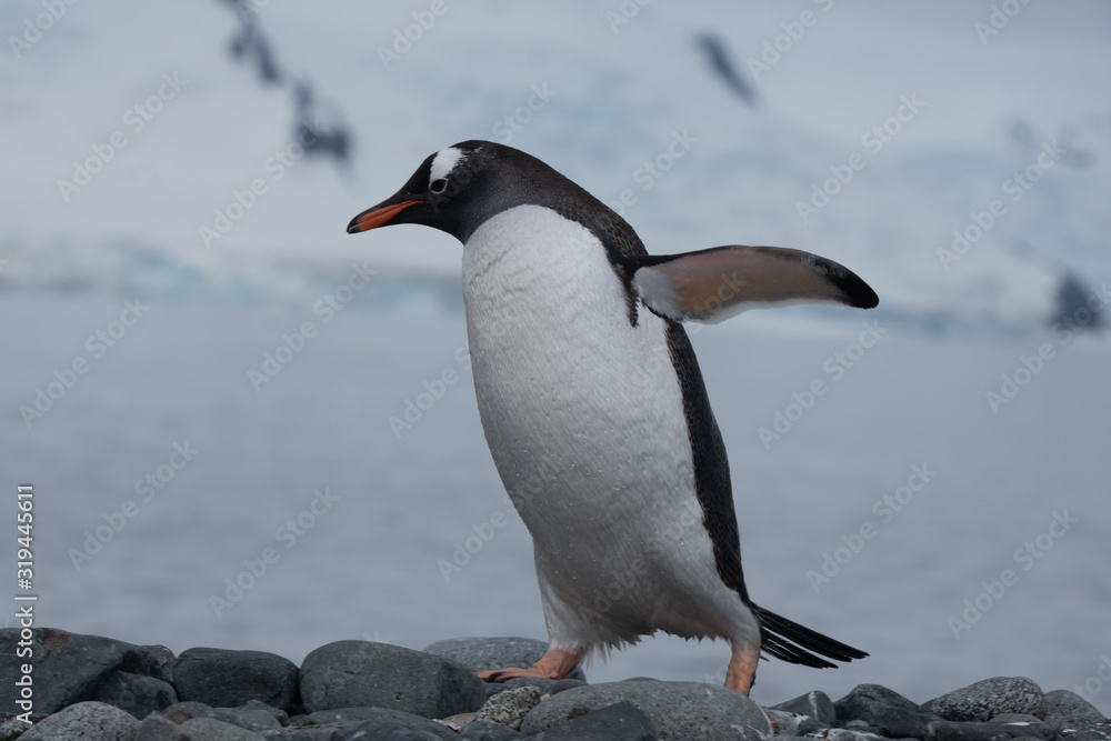 Fototapeta premium Closeup of a cute Gentoo penguin clumsily walking on a beach at Yankee Harbour, Greenwich Island, South Shetland Islands, Antarctica