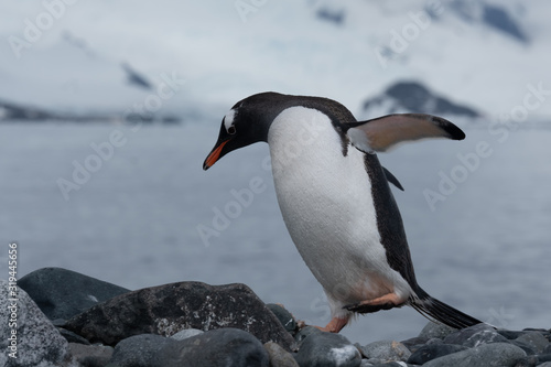 Closeup of a cute Gentoo penguin clumsily walking on a beach at Yankee Harbour  Greenwich Island  South Shetland Islands  Antarctica