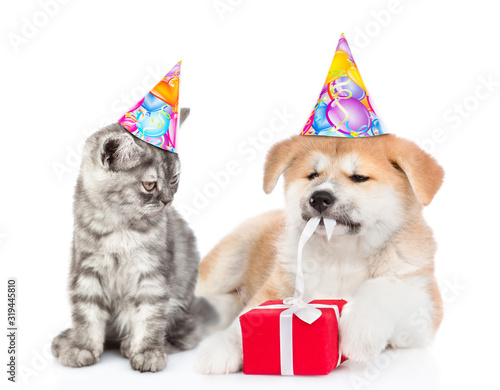 Cat and akita inu puppy wearing birthday`s hats. Cat looks at dog who who is untying a gift box ribbon. isolated on white background