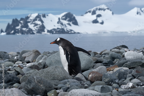 Closeup of a cute Gentoo penguin clumsily walking on a beach at Yankee Harbour, Greenwich Island, South Shetland Islands, Antarctica