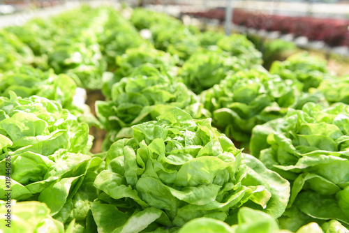 Butterhead Lettuce Hydroponic farm salad plants on water without soil agriculture in the greenhouse organic vegetable hydroponic system young green lettuce salad growing in the garden