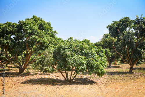 Longan tree in the agriculture asian - longan tropical fruit in the garden summer