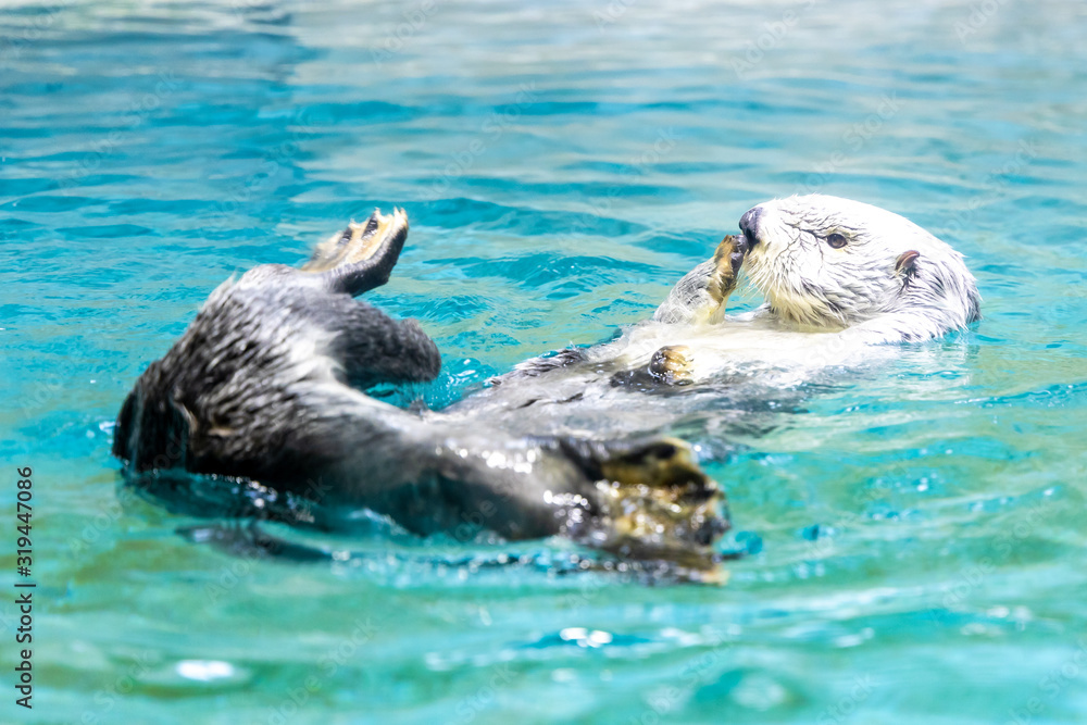 Fototapeta premium ラッコ