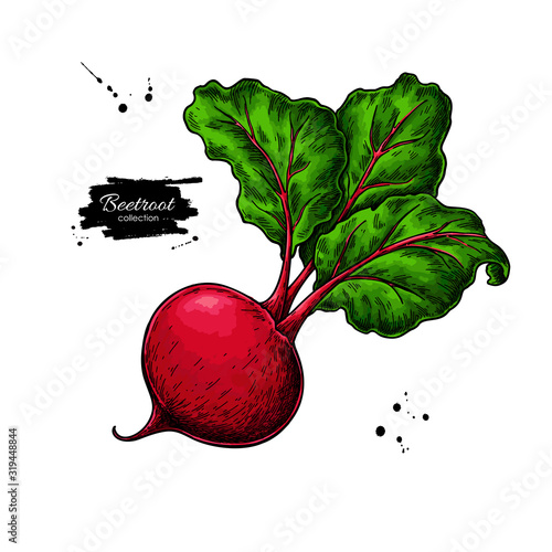 Beetroot vector drawing. Isolated hand drawn object. Vegetable illustration. Detailed vegetarian food