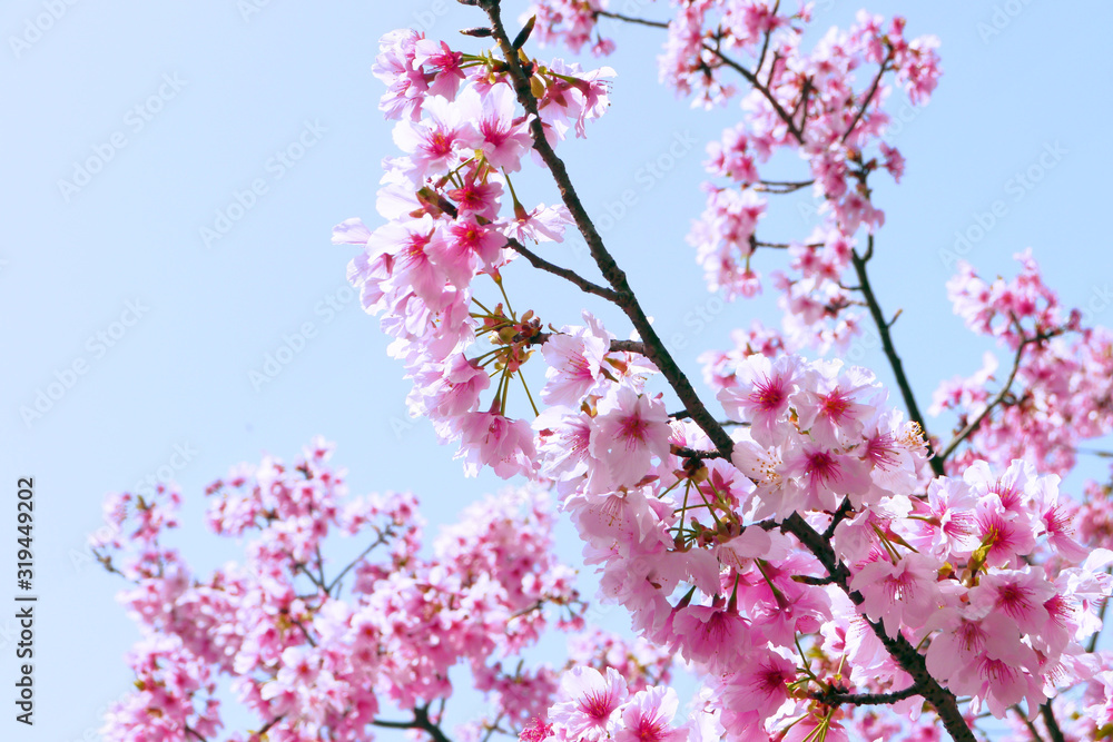 The beautiful pink cherry blossoms under the blue sky signal the coming of spring. Yangmingshan, Taipei City, Taiwan The beautiful pink cherry blossoms under the blue sky signal the coming of spring. Yangmingshan, Taipei City, Taiwan