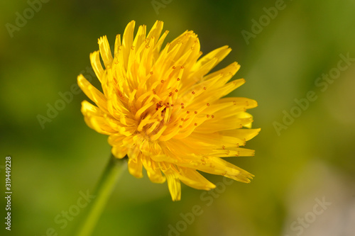 Kohl-G  nsedistel  Sonchus oleraceus 