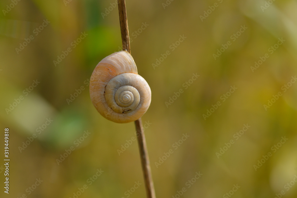 Gehäuseschnecke an einem Schilfhalm Gehäuseschnecke an einem Schilfhalm