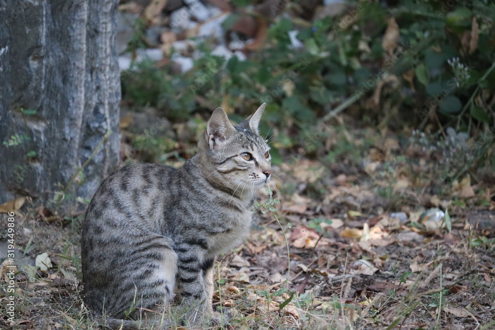 Naklejka premium side view photography of cat in desert thar