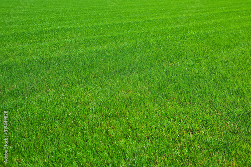  fresh spring green grass, green grass texture or background