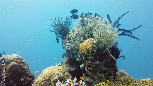 Underwater Scene Coral Reef. Underwater sea fish. Tropical reef marine. Colourful underwater seascape. Leyte, Philippines.