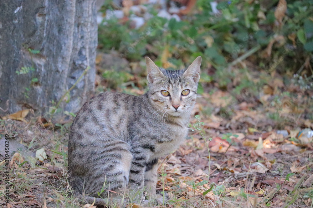 Obraz premium portrait photography of cat in desert thar