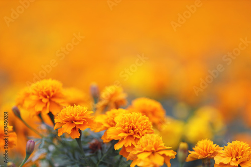 Marigolds Tagetes erecta, Mexican marigold, Aztec marigold, African marigold photo